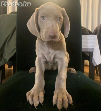 Weimari fiú kiskutya elvihető