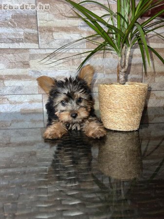 Yorkshire Terrier bébik