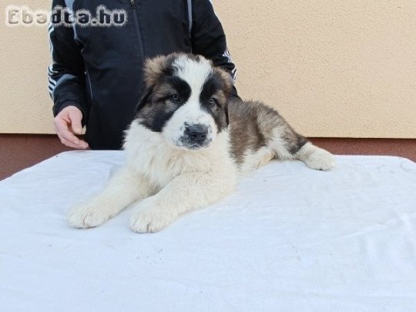 Eladó Moszkvai őr kiskutyák