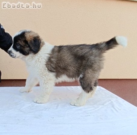 Eladó Moszkvai őr kiskutyák