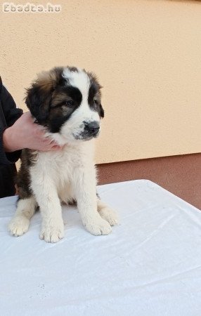 Eladó Moszkvai őr kiskutyák