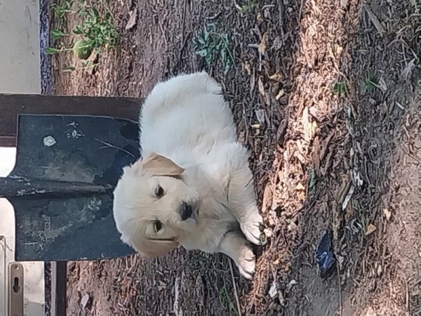 Golden retriever