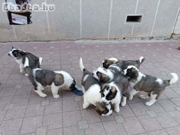 Eladó Moszkvai őr kiskutyák