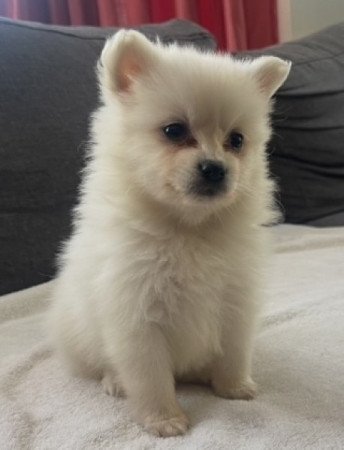 Pomerániai Törpe Spitz