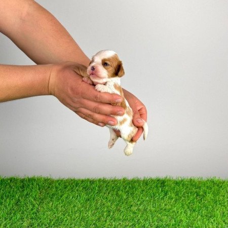 Cavalier King Charles Spániel