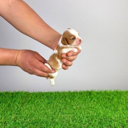 Cavalier King Charles Spániel