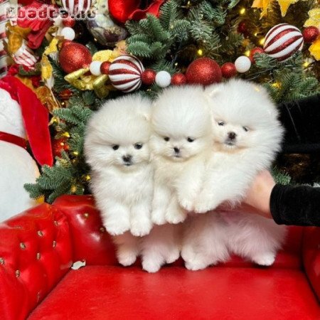 Pomerániai kölykök