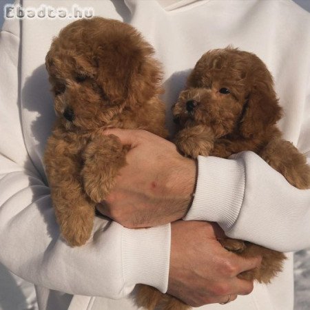 Toy uszkár kölykök