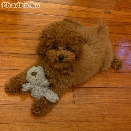 Miniatűr uszkár kölykök