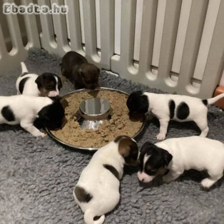 Jack Russell terrier kölykök