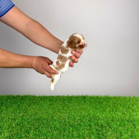 Cavalier King Charles Spániel