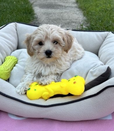 Maltipoo