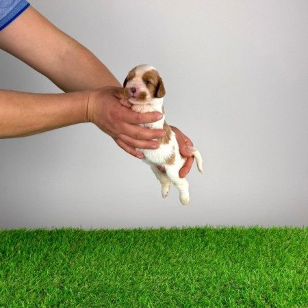 Cavalier King Charles Spániel