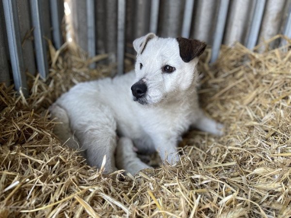 Parson Russell terrier