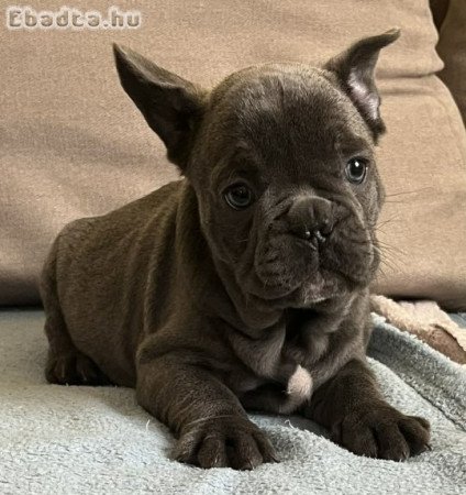 Francia Bulldogok eladók