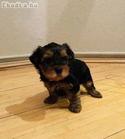 Yorkshire terrier kölyök