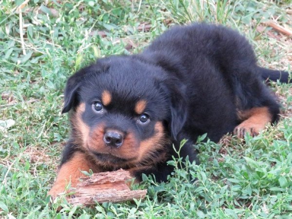 Rottweiler