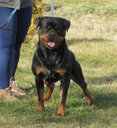 Rottweiler