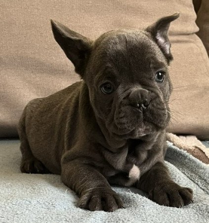 Francia Bulldog