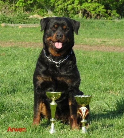 Rottweiler