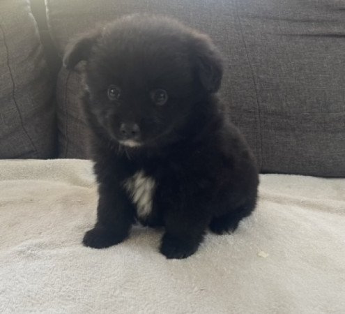 Pomerániai Törpe Spitz