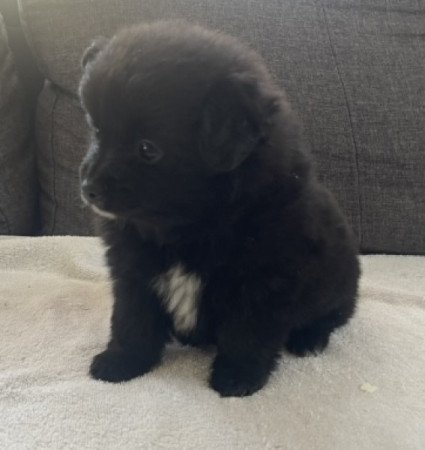 Pomerániai Törpe Spitz