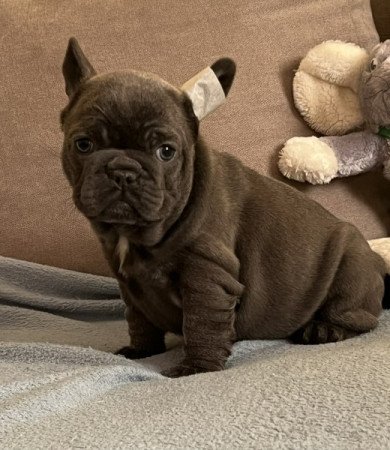 Francia Bulldog