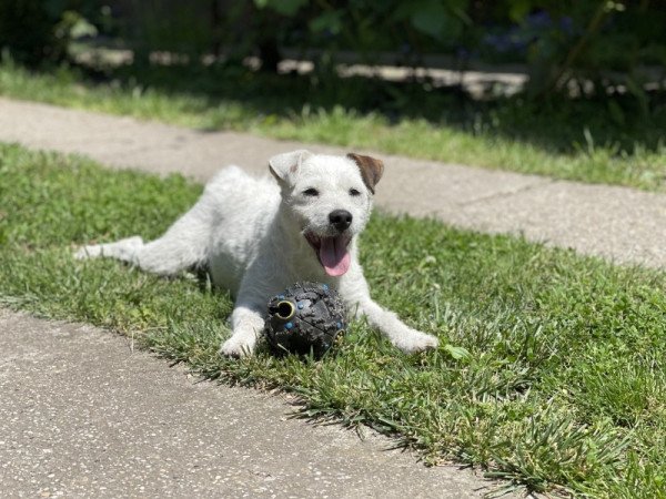 Parson Russell terrier
