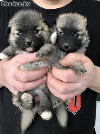 Eladók, foglalhatók Spicc, Spitz kiskutyák!