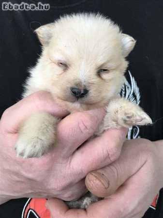 Eladók, foglalhatók Spicc, Spitz kiskutyák!