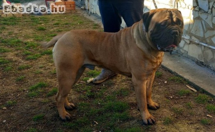 Bullmasztiff kan