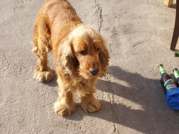 Angol cocker spániel