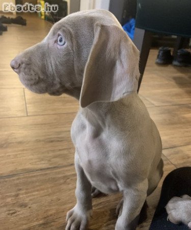 Weimari vizsla kölyök kutya