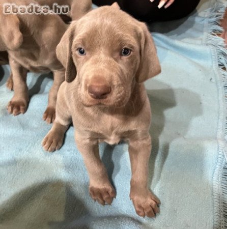 Weimari vizsla kölyök kutya