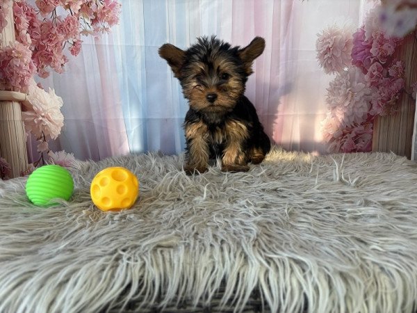 Yorkshire terrier