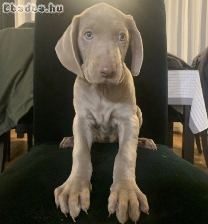 Weimari vizsla kölyök kutya elvihető