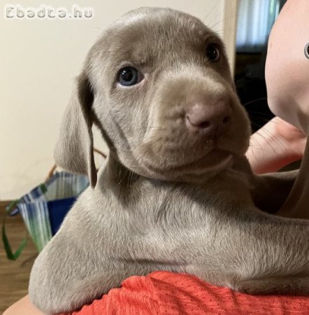 Weimari vizsla kölyök kutya elvihető