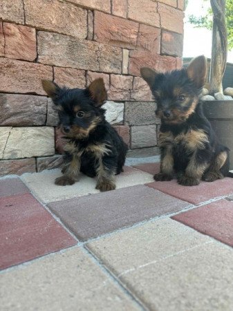 Yorkshire terrier
