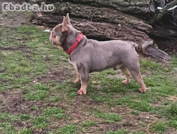 Francia bulldog kan Fedez