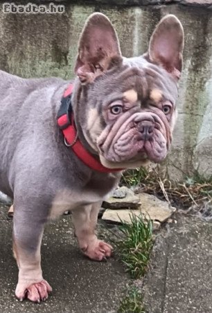 Francia bulldog kan Fedez