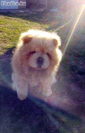 Csau kan fedez! (CHOW-CHOW)