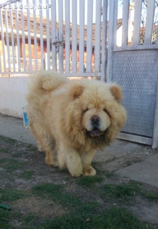 Csau kan fedez! (CHOW-CHOW)