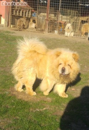 Csau kan fedez! (CHOW-CHOW)