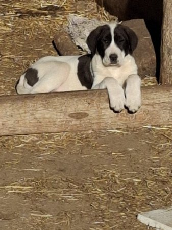 Közép-ázsiai juhász kutya