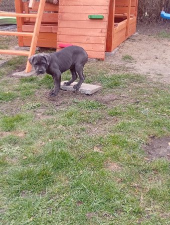 Cane corso kölykök