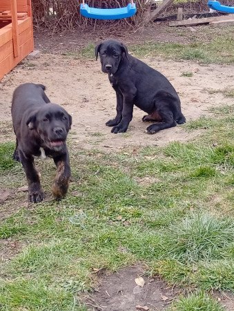 Cane corso kölykök