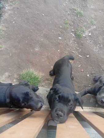 Cane corso kölykök
