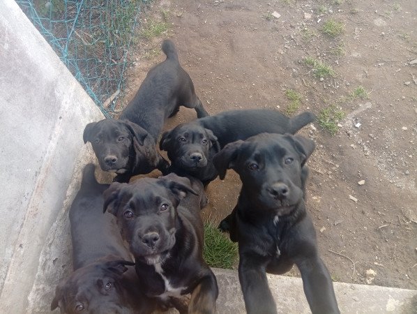 Cane corso kölykök