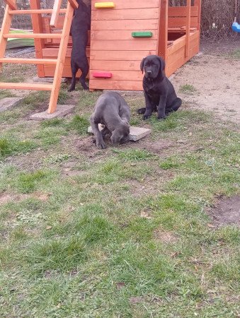 Cane corso kölykök