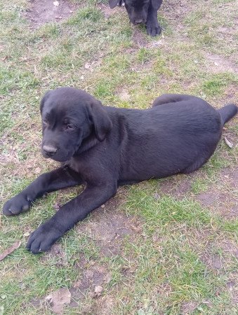 Cane corso kölykök